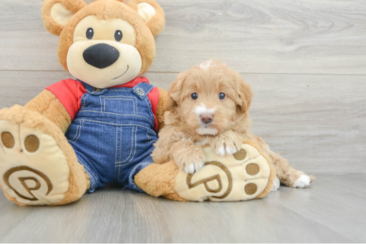Mini Goldendoodle Puppy for Adoption
