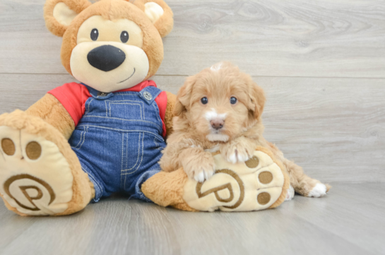 Mini Goldendoodle Puppy for Adoption