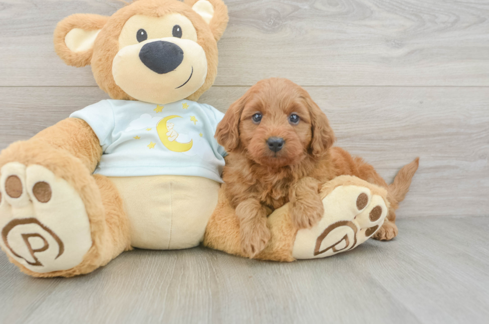 6 week old Mini Goldendoodle Puppy For Sale - Seaside Pups