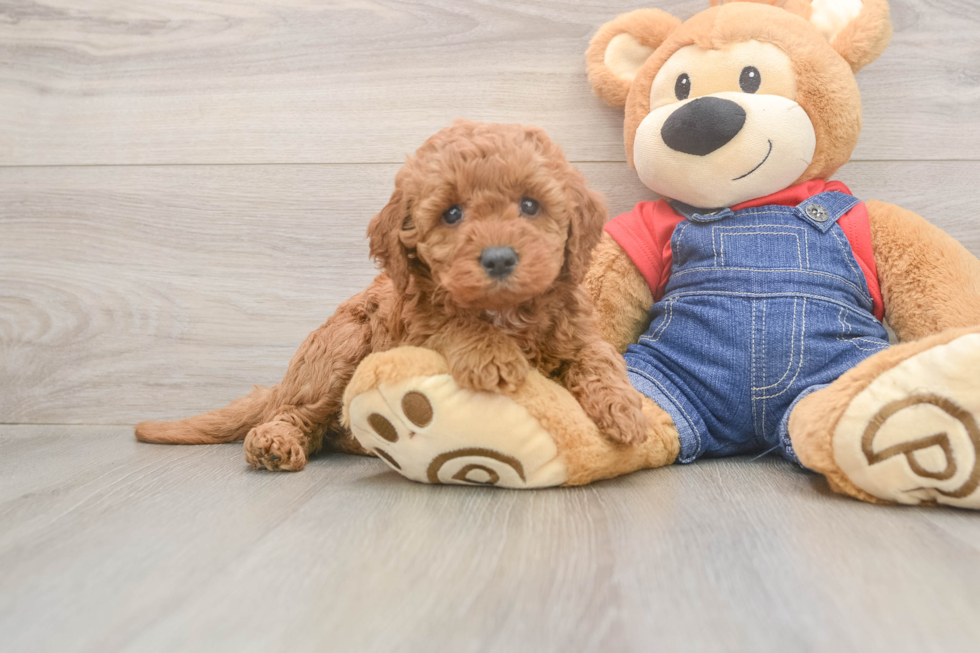 Meet Judith - our Mini Goldendoodle Puppy Photo  1/3 - Seaside Pups Smart Mini Goldendoodle Poodle Mix Pup