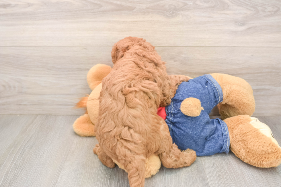 Meet Judith - our Mini Goldendoodle Puppy Photo  3/3 - Seaside Pups Mini Goldendoodle Puppy for Adoption