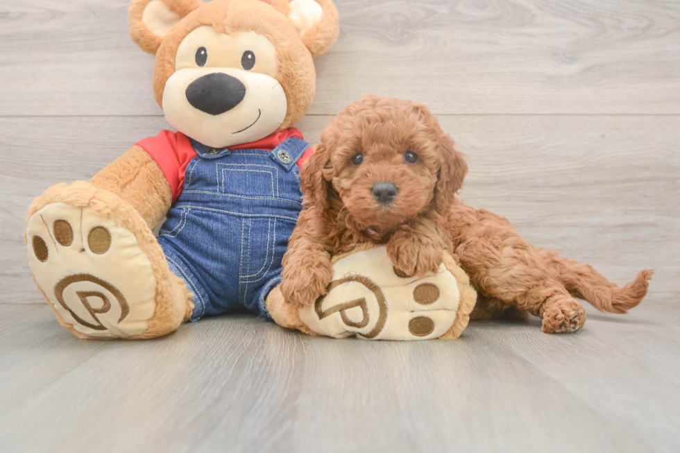 Meet Judith - our Mini Goldendoodle Puppy Photo  2/3 - Seaside Pups Cute Mini Goldendoodle Baby