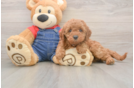 Meet Judith - our Mini Goldendoodle Puppy Photo  2/3 - Seaside Pups Cute Mini Goldendoodle Baby
