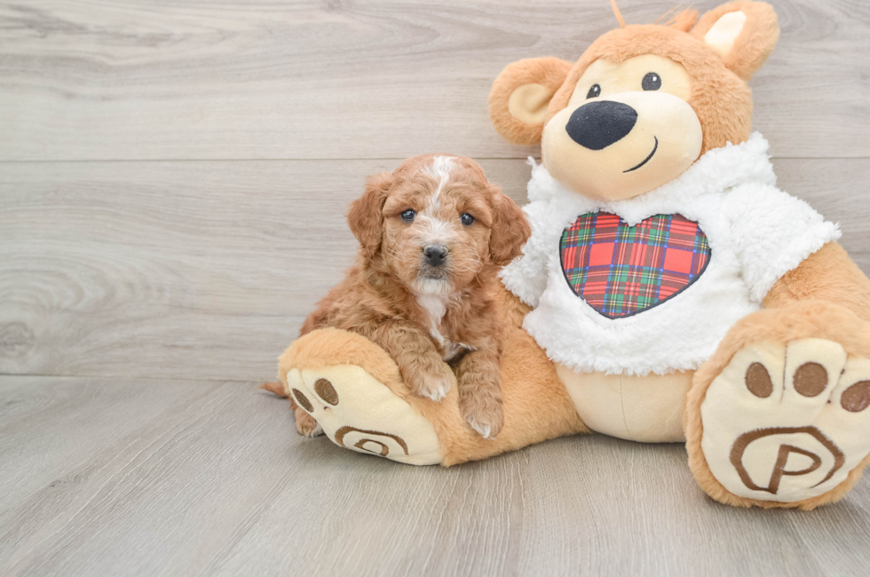 5 week old Mini Goldendoodle Puppy For Sale - Seaside Pups