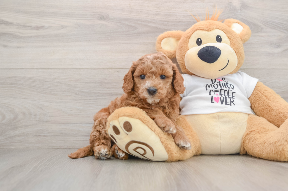 Best Mini Goldendoodle Baby