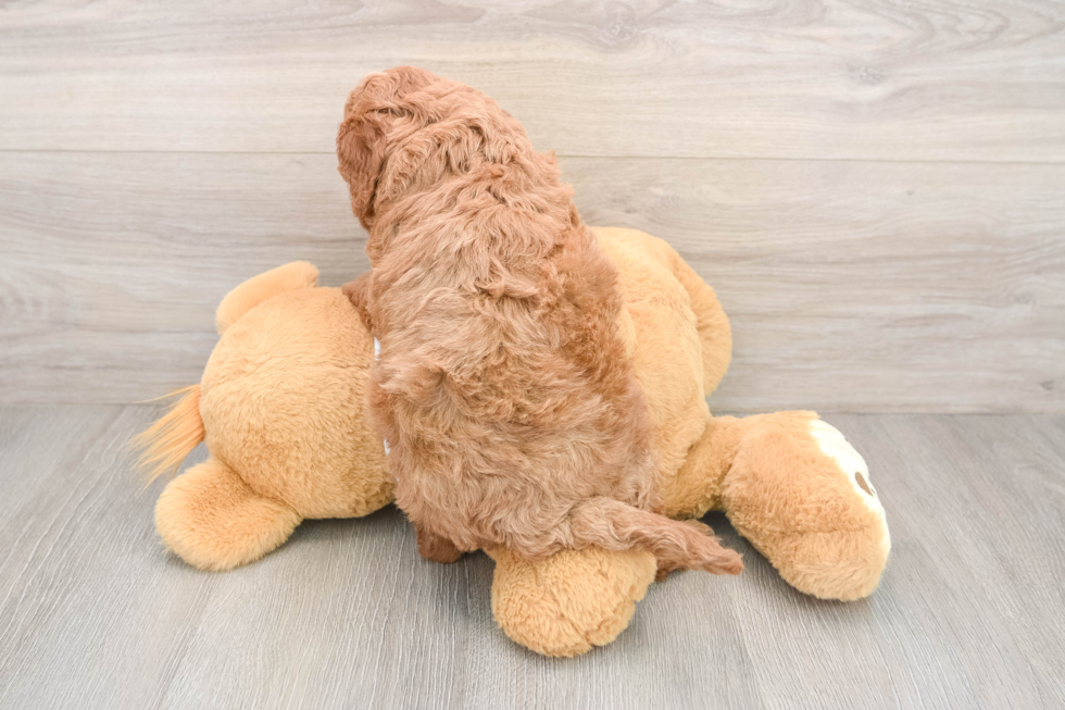 Funny Mini Goldendoodle Poodle Mix Pup