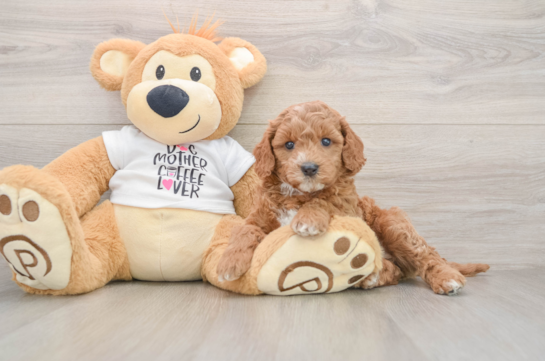 Small Mini Goldendoodle Baby