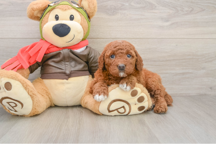 Smart Mini Goldendoodle Poodle Mix Pup