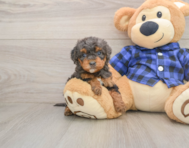 8 week old Mini Goldendoodle Puppy For Sale - Seaside Pups