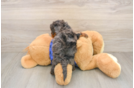 Best Mini Goldendoodle Baby
