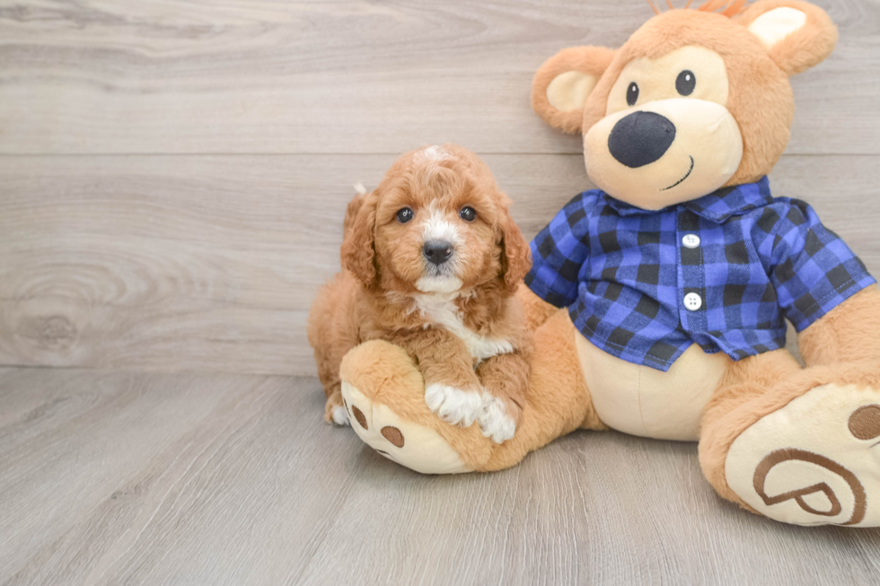 Popular Mini Goldendoodle Poodle Mix Pup
