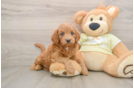 Mini Goldendoodle Pup Being Cute