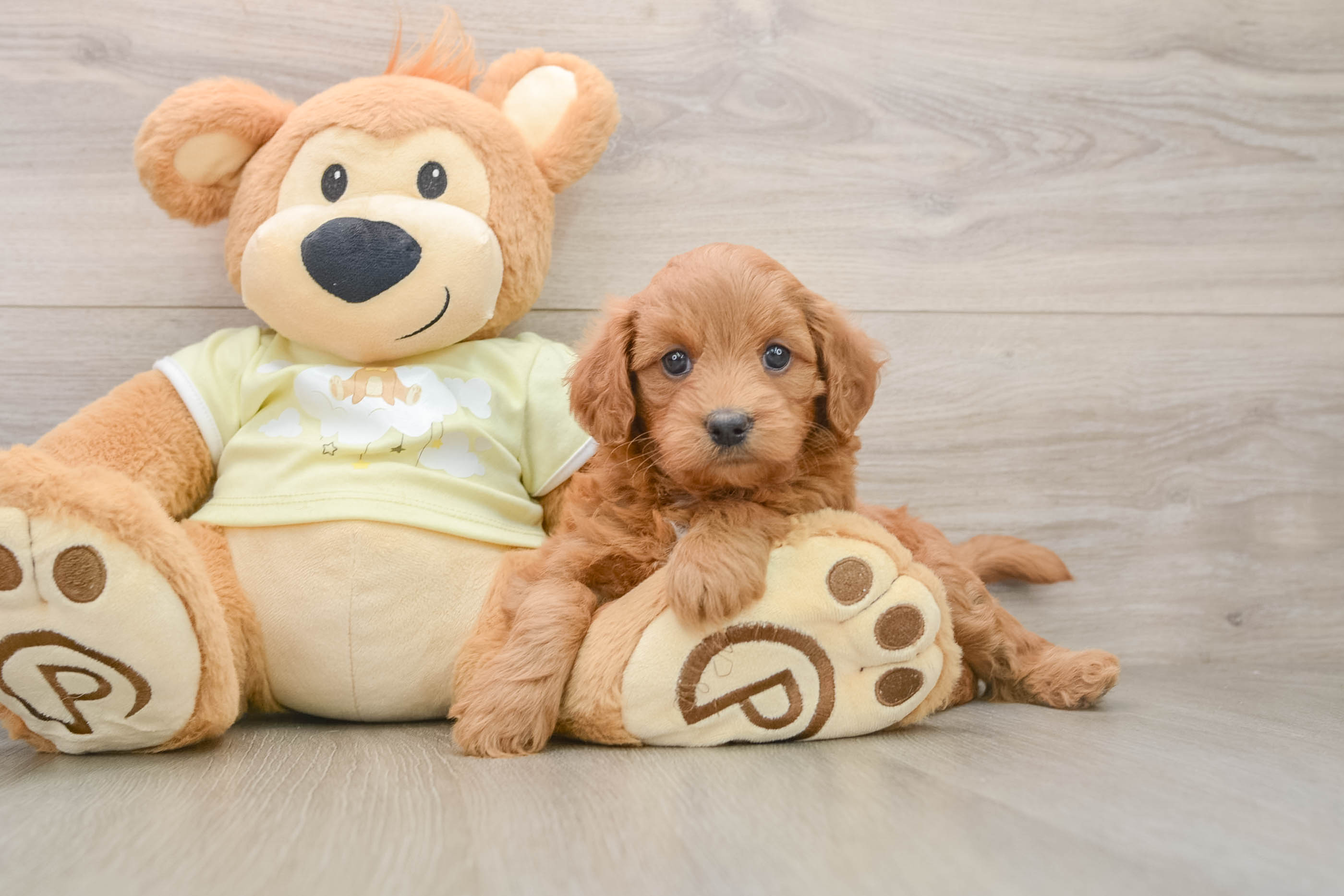 Mini Goldendoodle Puppy for Adoption