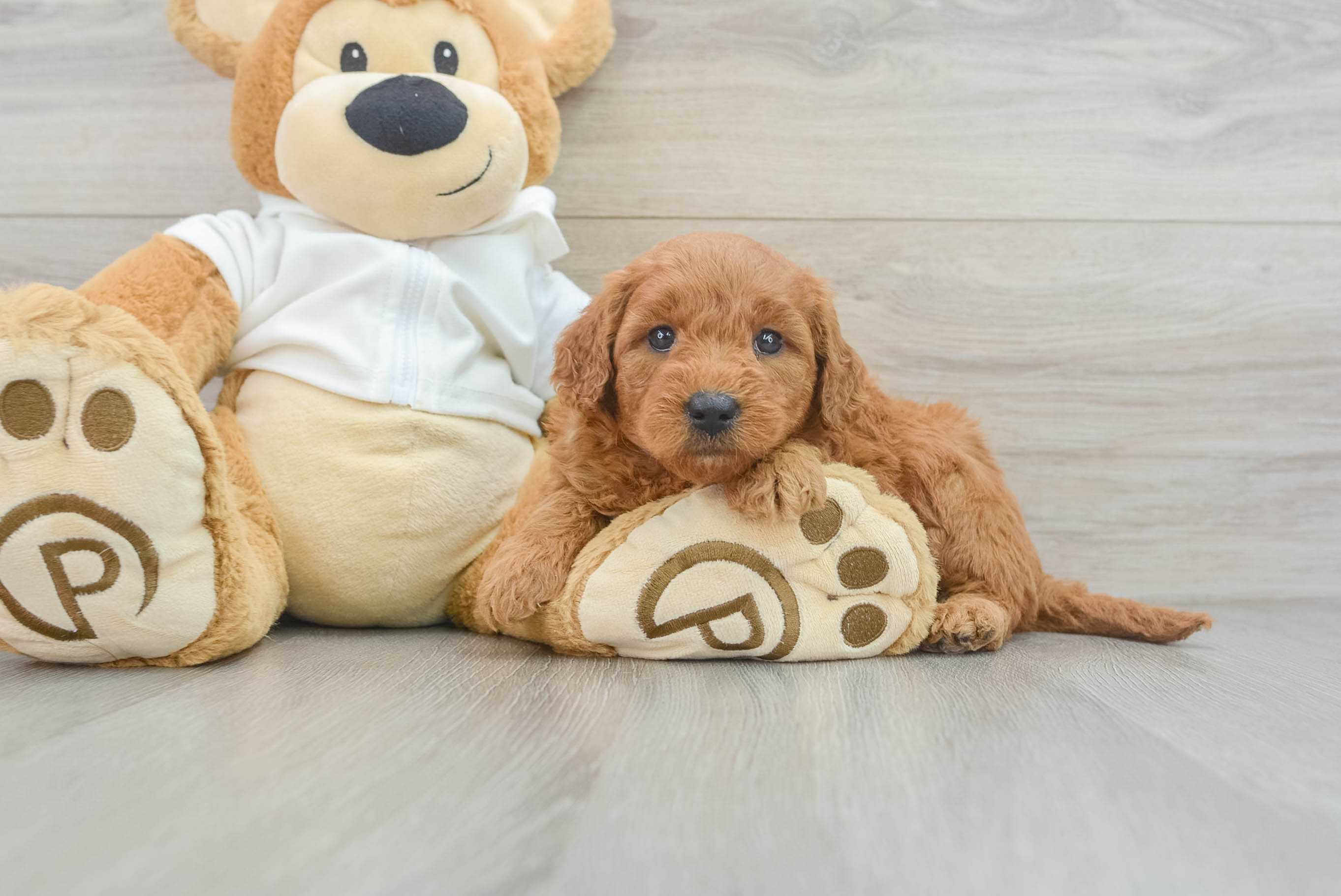 Popular Mini Goldendoodle Poodle Mix Pup