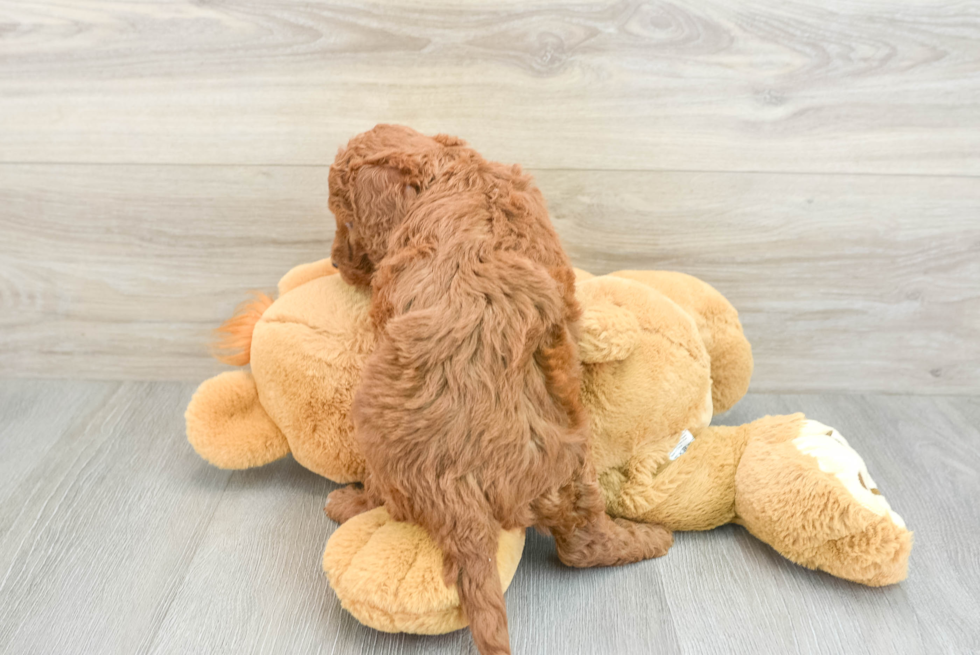 Fluffy Mini Goldendoodle Poodle Mix Pup