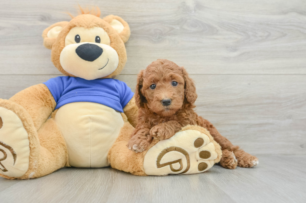 6 week old Mini Goldendoodle Puppy For Sale - Seaside Pups