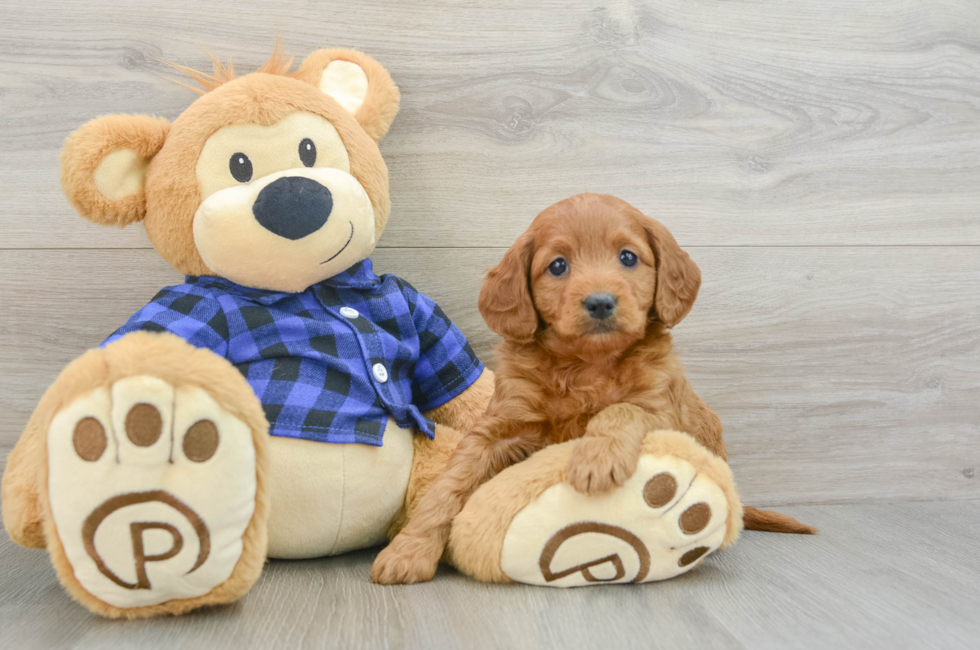 6 week old Mini Goldendoodle Puppy For Sale - Seaside Pups