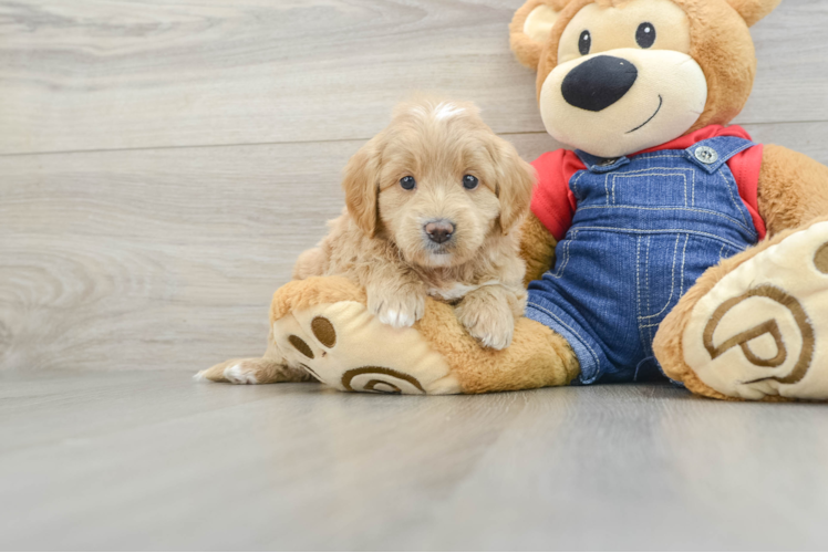Small Mini Goldendoodle Baby