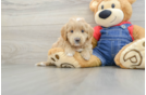 Small Mini Goldendoodle Baby
