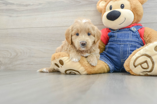 Small Mini Goldendoodle Baby