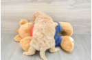 Mini Goldendoodle Pup Being Cute