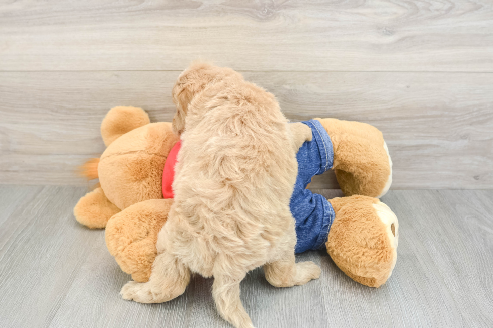 Mini Goldendoodle Pup Being Cute