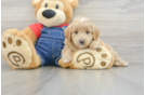 Mini Goldendoodle Pup Being Cute