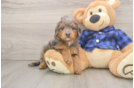 Smart Mini Goldendoodle Poodle Mix Pup