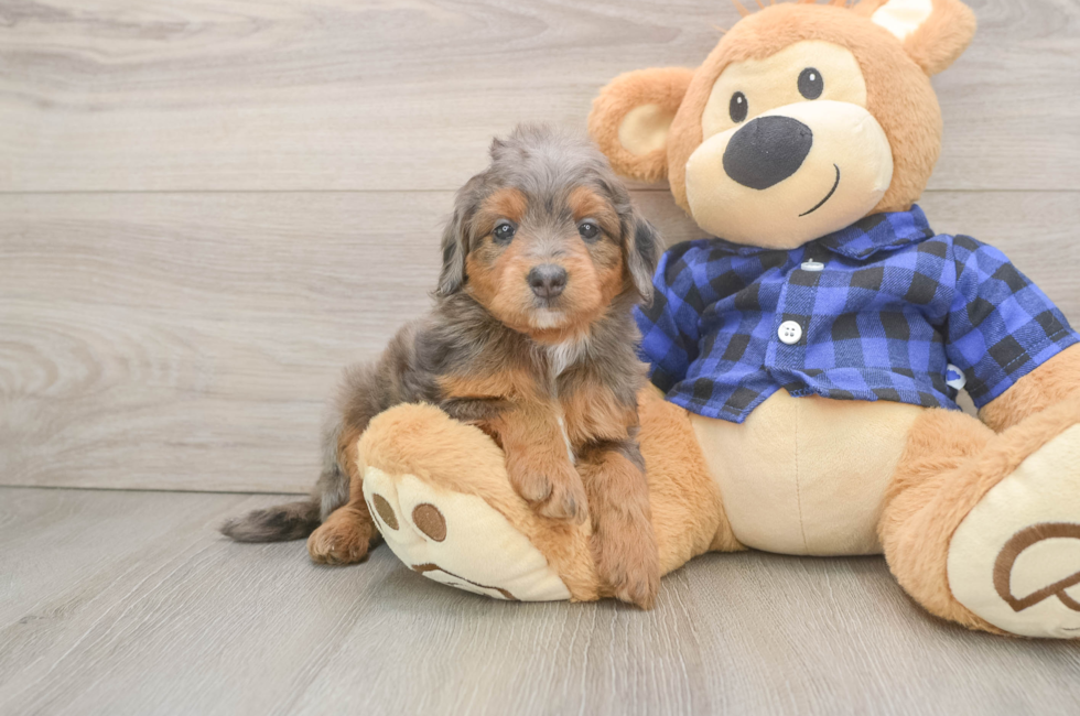 6 week old Mini Goldendoodle Puppy For Sale - Seaside Pups