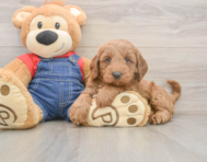 7 week old Mini Goldendoodle Puppy For Sale - Seaside Pups