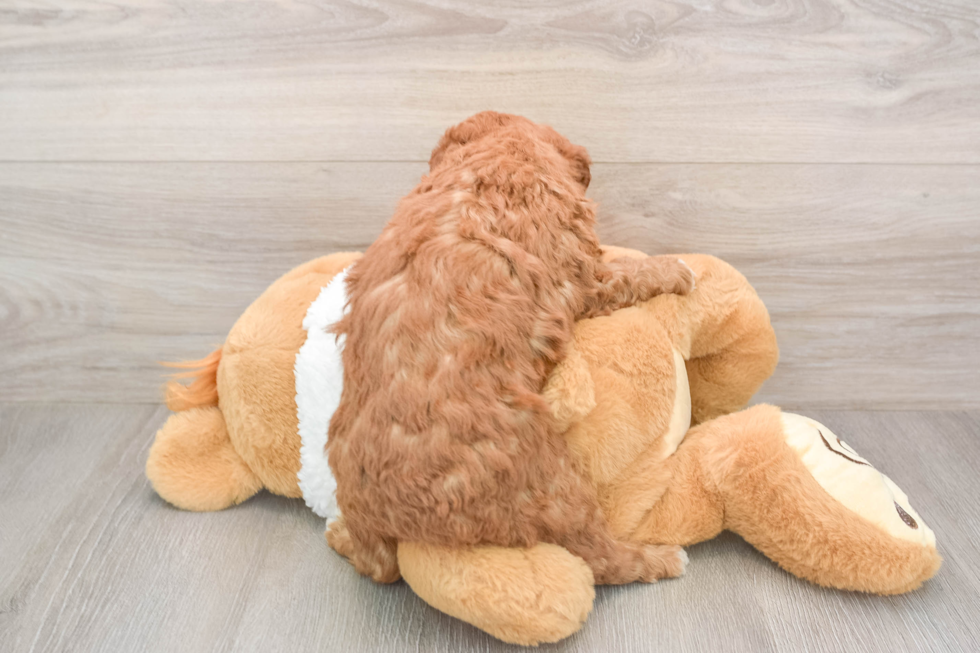 Petite Mini Goldendoodle Poodle Mix Pup