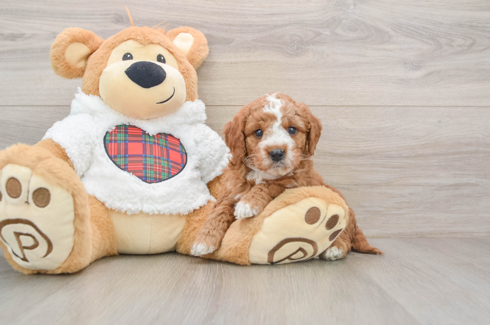 5 week old Mini Goldendoodle Puppy For Sale - Seaside Pups