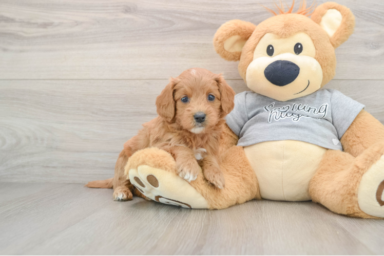 Popular Mini Goldendoodle Poodle Mix Pup