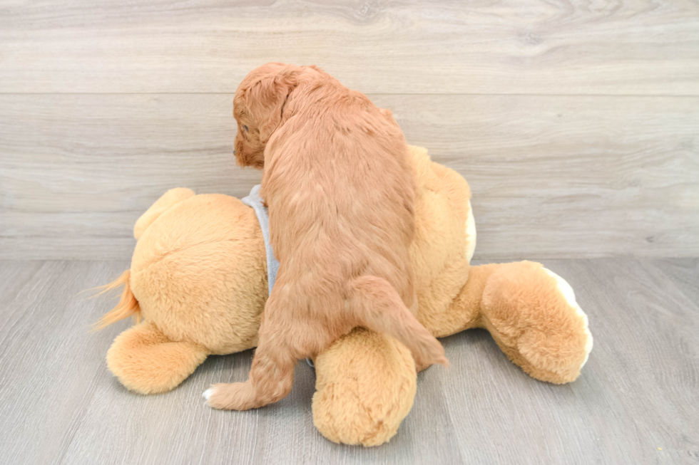 Little Mini Goldenpoo Poodle Mix Puppy