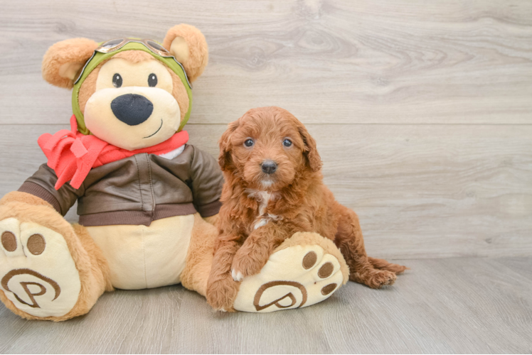 Adorable Golden Retriever Poodle Mix Poodle Mix Puppy