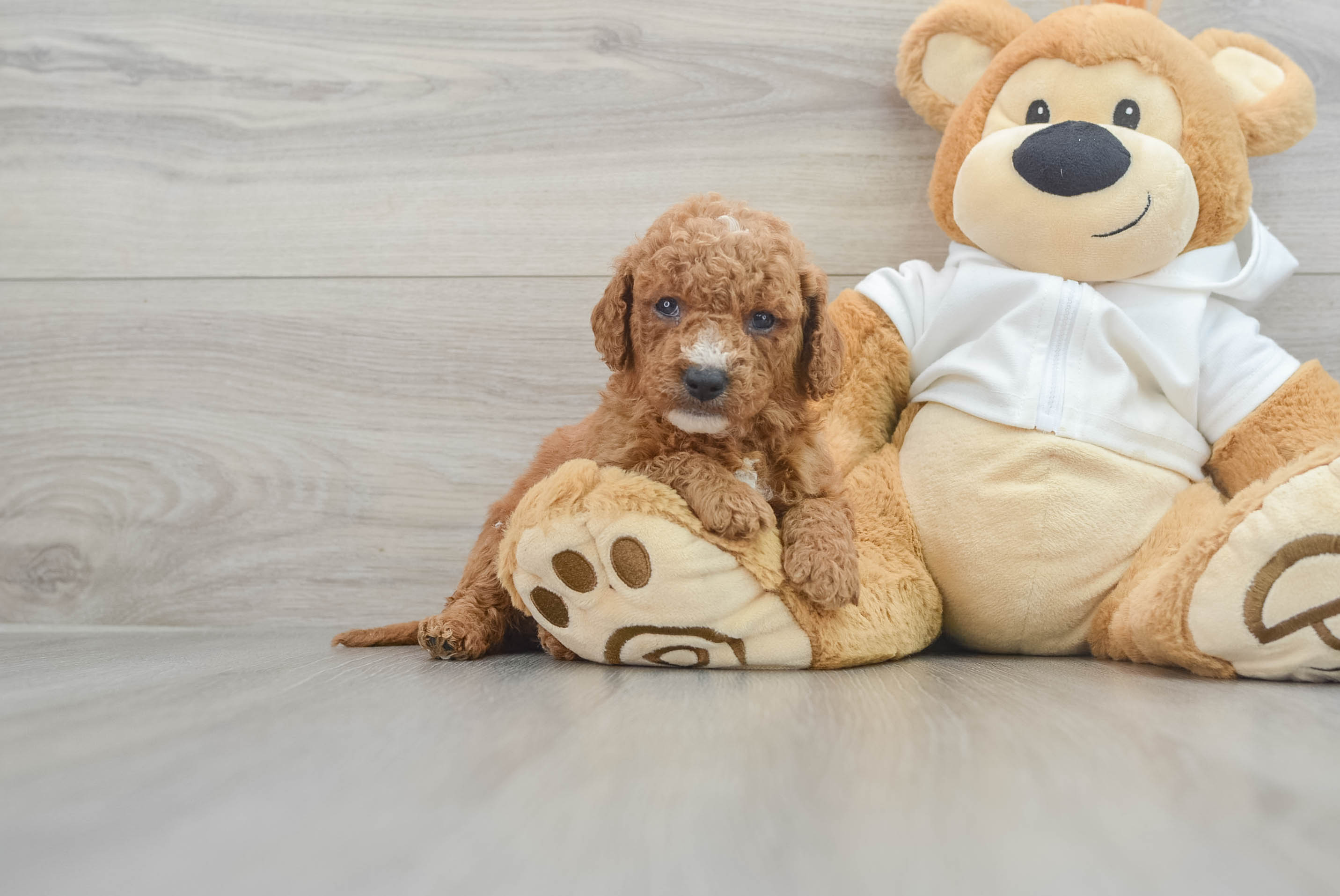 Mini Goldendoodle Pup Being Cute