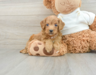 9 week old Mini Goldendoodle Puppy For Sale - Seaside Pups