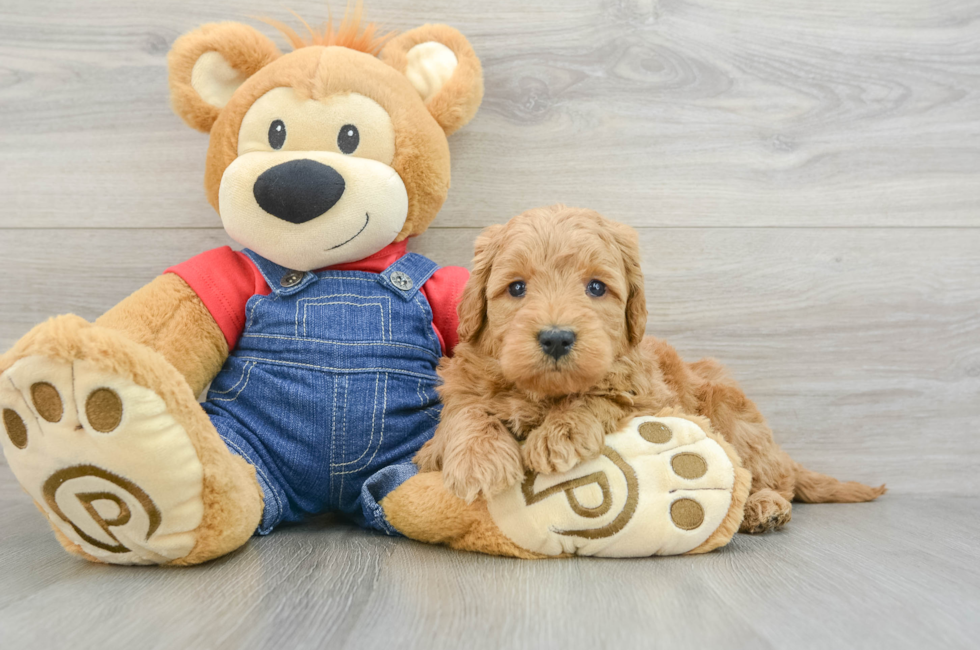 6 week old Mini Goldendoodle Puppy For Sale - Seaside Pups