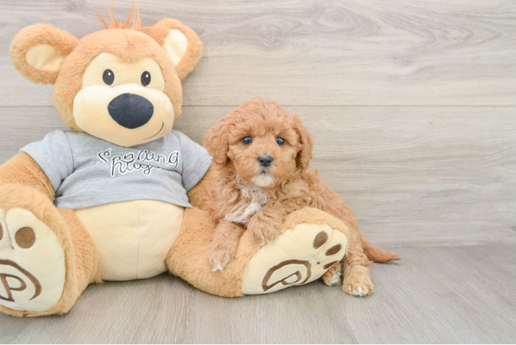 Petite Mini Goldendoodle Poodle Mix Pup