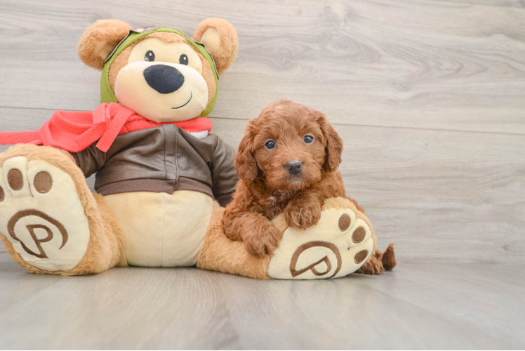 Playful Mini Groodle Poodle Mix Puppy