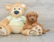 7 week old Mini Goldendoodle Puppy For Sale - Seaside Pups