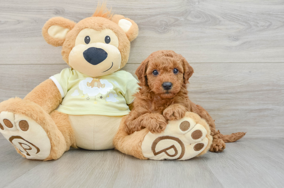 7 week old Mini Goldendoodle Puppy For Sale - Seaside Pups