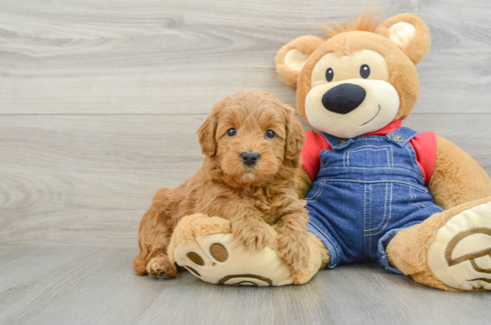 6 week old Mini Goldendoodle Puppy For Sale - Seaside Pups