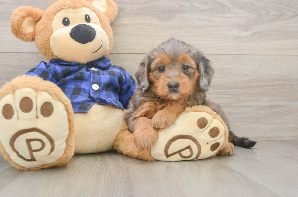 6 week old Mini Goldendoodle Puppy For Sale - Seaside Pups