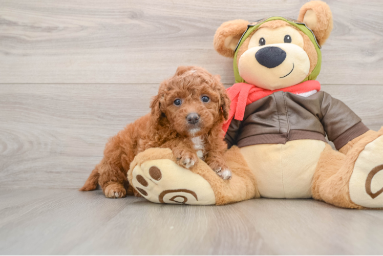 Friendly Mini Goldendoodle Baby