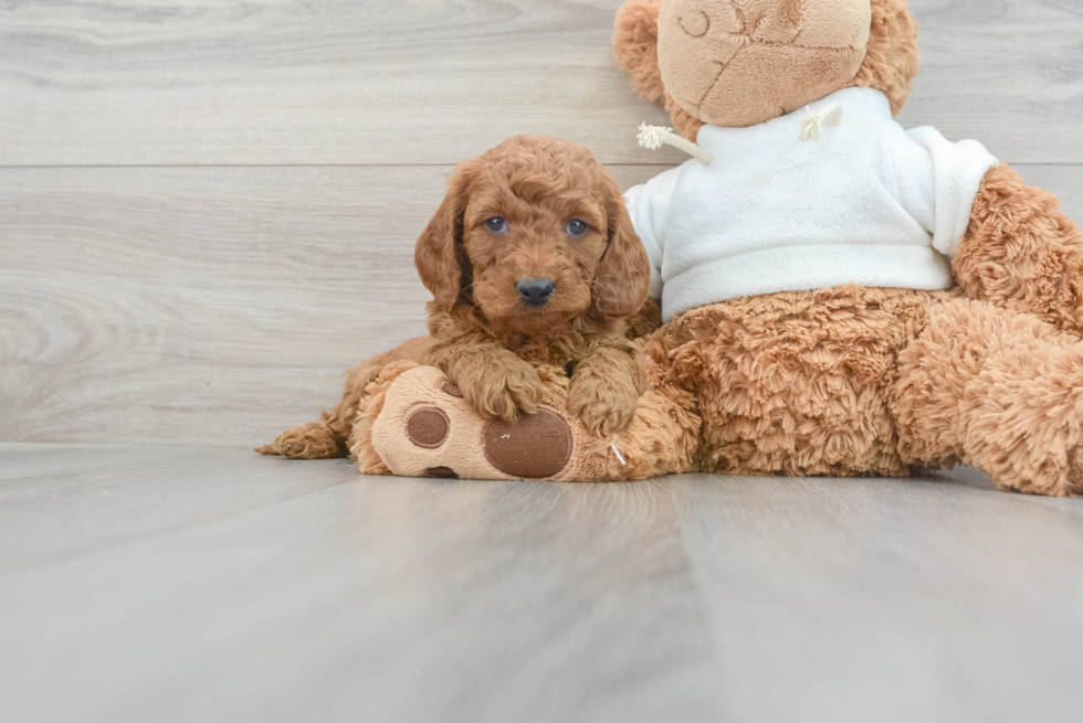 Mini Goldendoodle Puppy for Adoption
