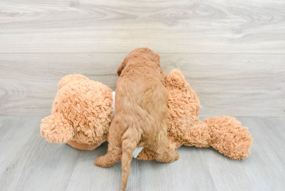 Mini Goldendoodle Pup Being Cute
