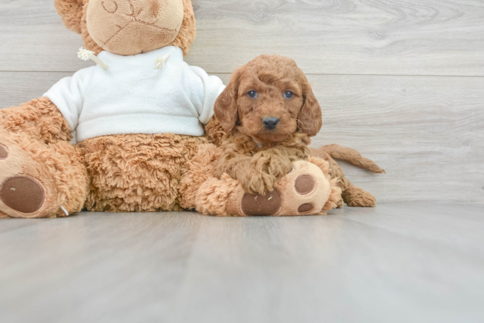 Happy Mini Goldendoodle Baby