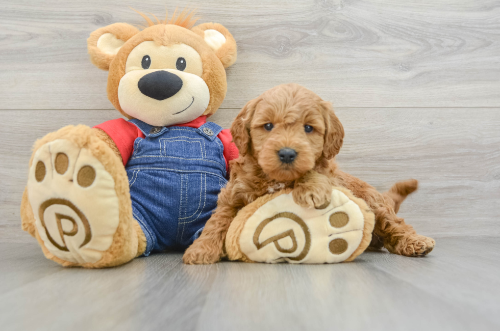 6 week old Mini Goldendoodle Puppy For Sale - Seaside Pups