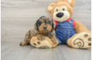 Mini Goldendoodle Puppy for Adoption